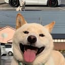 auctioninu