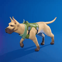 DANE