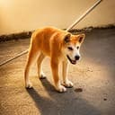 INU