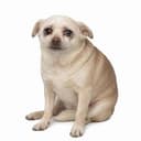 CASHDOG