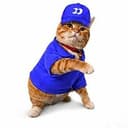fomocat