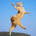 JUMPCAT