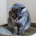 CATO