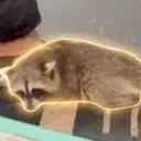 TrashPanda