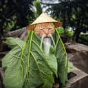 CATSEI