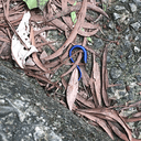 SKINK