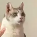 Delilah