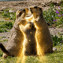 Marmot