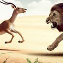 Gazelle and Lion