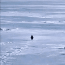 penguin