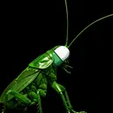 COCKROACH