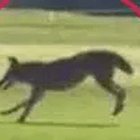 COYOTE