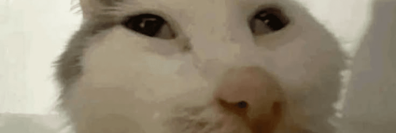 catty Banner