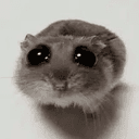Hammy
