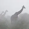 GIRAFFES