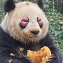 beebear