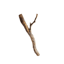 BRANCH