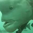 CHUDFISH