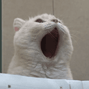 POPCAT