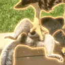 PNUT