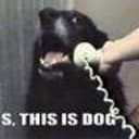 THISISDOG
