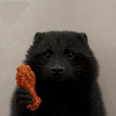coon