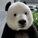 彪眼熊猫