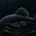 pleco