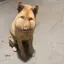 大黄