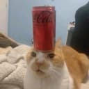 CatDrink