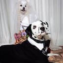 Tuxedo
