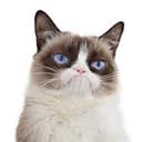grumpy