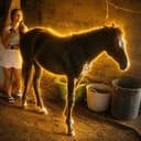 horse