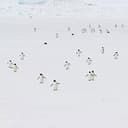 PENGUINS