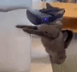 GOONCAT