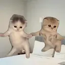 Twin