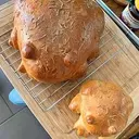 FROGCCACIA
