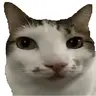 nomcat