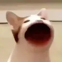 POPCAT