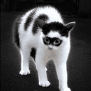 batcat