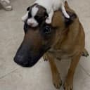 wifpuppy