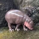 chillhippo