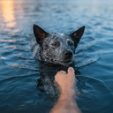 sharkdog