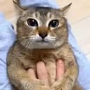 眉眉
