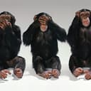 MonkeyWise