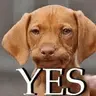 YESDOG