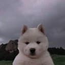 BOB