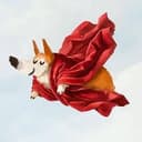 CORGI