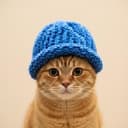 CATWIF