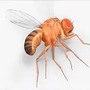 FLY-000